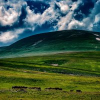 Альпийские луга :: Игорь Хижняк