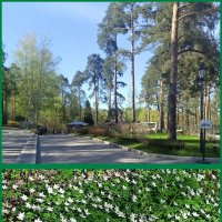 Скальный парк Монрепо в Выборге. Парковка. :: Ольга Довженко