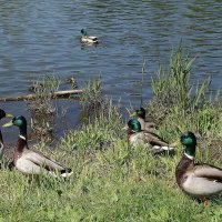 Утки в городском парке :: Рита Симонова