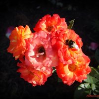 О розах ушедшего июля... :: Андрей Заломленков