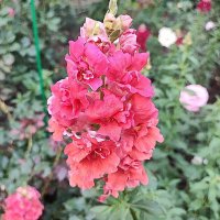 ,,, :: Сергей Тимоновский