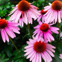 Август-время цветения Эхинацей. :: Aida10 