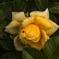 После дождя. :: Петр Беляков