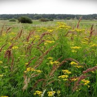 Поле.. :: Антонина Гугаева