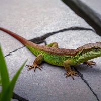 Ящерица :: Aleksey Afonin