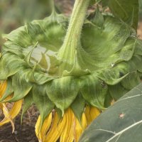 После дождя (2) :: Alexey YakovLev