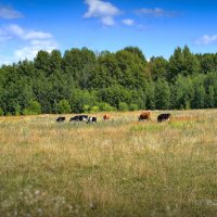 "Август. Маленькое стадо"© :: Владимир Макаров