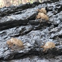 Наступление монстров :: Pippa 