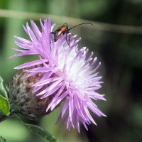 ** :: Зоя Мишина