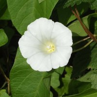 Вьюнок :: Freddy 97