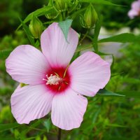 Гибискус :: Татьяна Тюменка