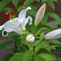 Красавица с детками :: Светлана 