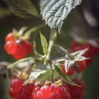 малинка :: Svetlana Galvez