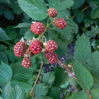 Ежевика :: Наиля 