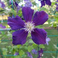 Фиолетовый клематис :: Наиля Фиолетовый клематис :: Наиля