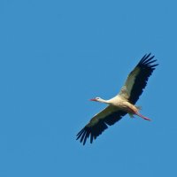 белый аист :: gawrilа - dan