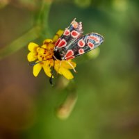 Бабочка из семейства Пестрянок :: Александр Леонов