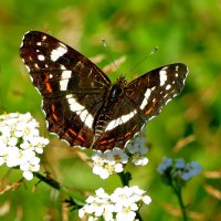 из снятого 1 августа   1 :: Александр Прокудин