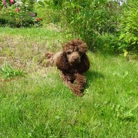 дружок :: Anna-Sabina Anna-Sabina