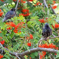 пернатые в городе :: Олег Лукьянов пернатые в городе :: Олег Лукьянов