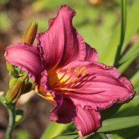 Вот и август :: Наталья Герасимова