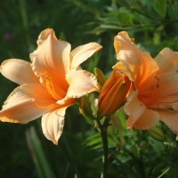 Вот и август :: Наталья Герасимова