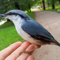 Поползень :: Сапсан 