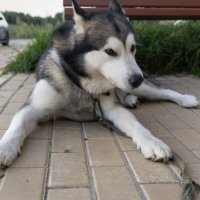 Ярик. :: leff Postnov