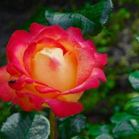 Лето и цветы. :: Милешкин Владимир Алексеевич 