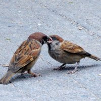 Обед по расписанию :: ирина 