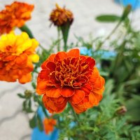 ,,, :: Сергей Тимоновский