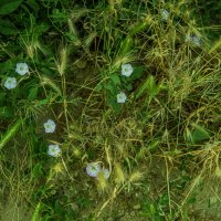 Сорняки :: Анатолий Чикчирный