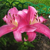 Красавицы :: Людмила Смородинская