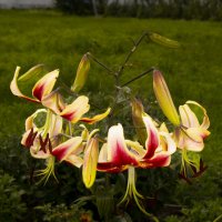 Лилия в Свенском монастыре :: Евгений 