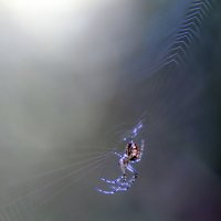 В паутине :: Lyubov Busova