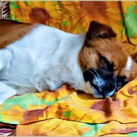 Сладкий сон  Яшика. :: Валерия Комова