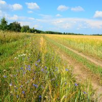 Полевая дорога. :: Михаил Колосов 