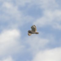 сова болотная. :: юрий макаров сова болотная. :: юрий макаров