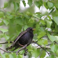 скворец :: Ольга Гомзина