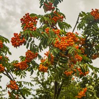 Зреет рябина. :: Петр Беляков