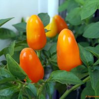 Зреют суперострые перчики на балконе... :-) :: Андрей Заломленков