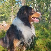 пес Фантом :: Артём 