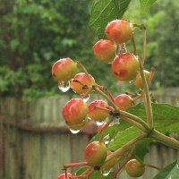 Калина краснеет... :: Владимир Павлов Калина краснеет... :: Владимир Павлов