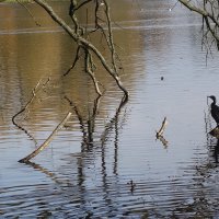 Бакланы :: Рита Симонова