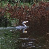 Баклан :: Рита Симонова