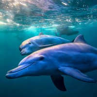 Черноморская афалина :: Aleksey Afonin Черноморская афалина :: Aleksey Afonin