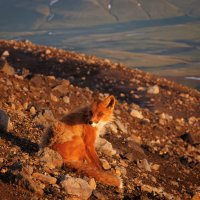 Лиса на вулкане Горелый :: Sergey38 