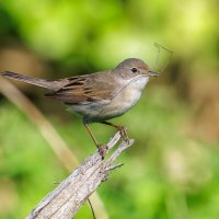 Болотная камышевка :: Sergey38 Болотная камышевка :: Sergey38