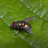 Обыкновенная зелёная падальница :: Aleksey Afonin Обыкновенная зелёная падальница :: Aleksey Afonin