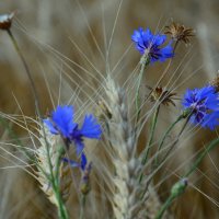 Васильки. :: Михаил Колосов 